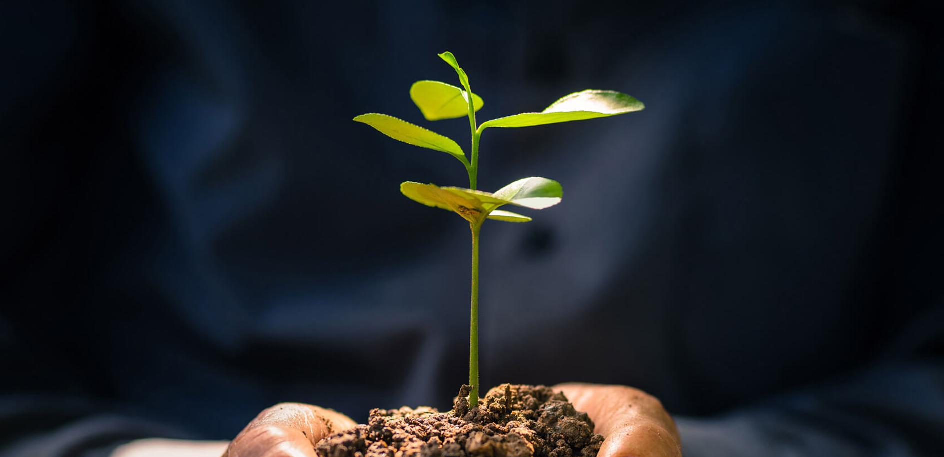 A man holding a plant